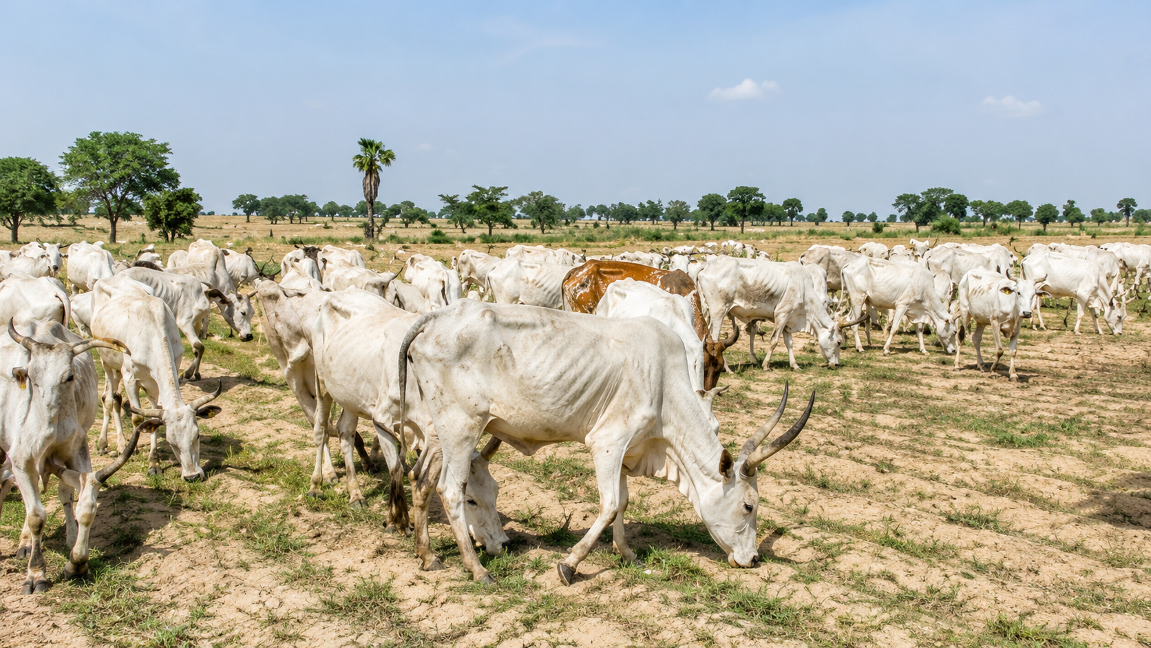 Police Foil Midnight Cattle Rustling Operation, Recover Livestock In Katsina